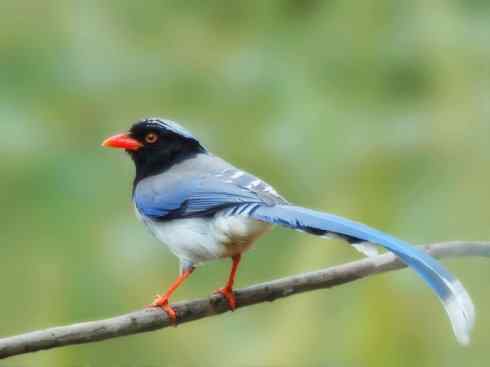 家禽驯化之源之三十一