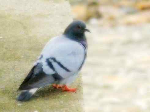 家禽驯化之源之四