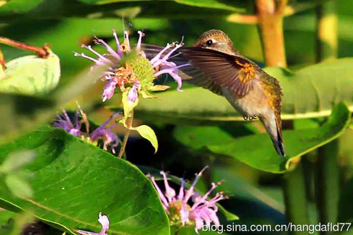 蜂鸟与管香蜂草