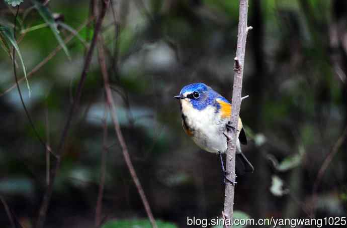 雄性红胁蓝尾鸲（14）