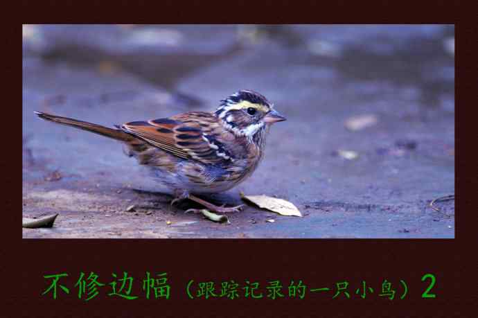 北京天坛公园的鸟类——不修边幅(跟踪记录的一只小鸟)2