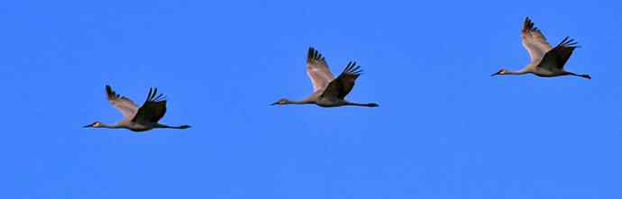 美国鸟类摄影——沙丘鹤（8）