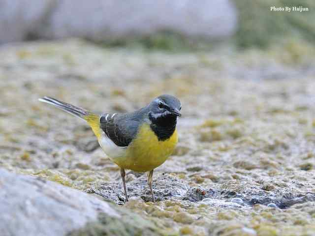 房山十渡(灰鹡鸰) 房山十渡(灰鹡鸰)