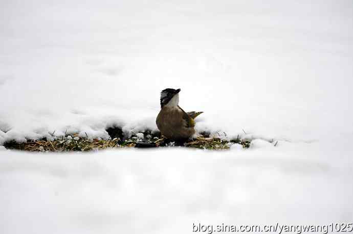 北京天坛公园的鸟类——雪中的鸟儿