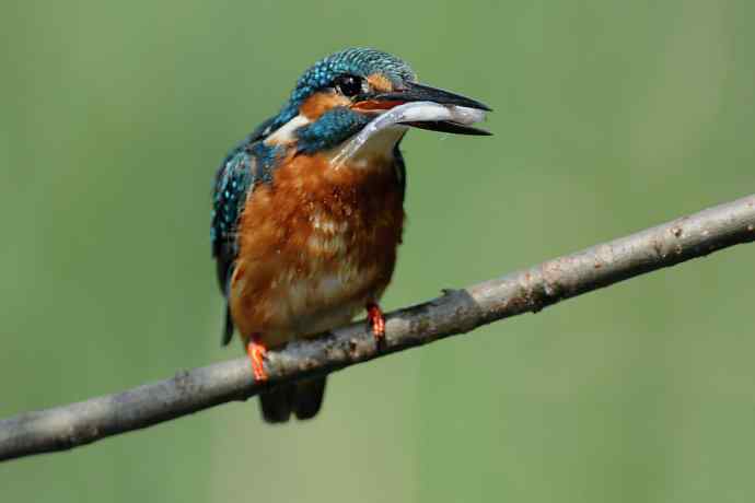 翠鸟宴鱼图 翠鸟宴鱼图