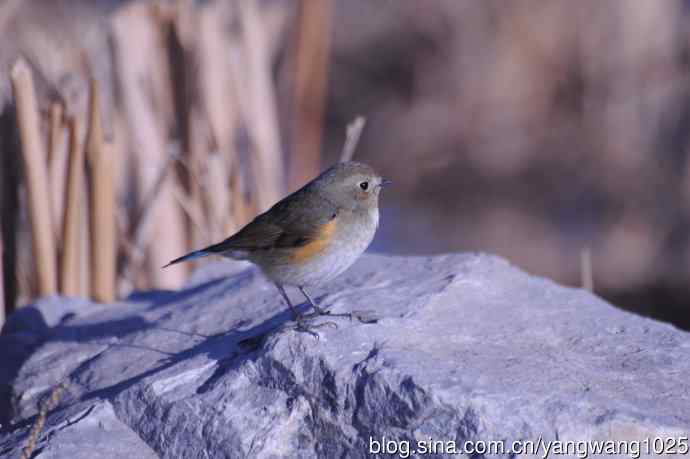变焦(70-300)拍鸟儿【原版片】 变焦(70-300)拍鸟儿【原版片】