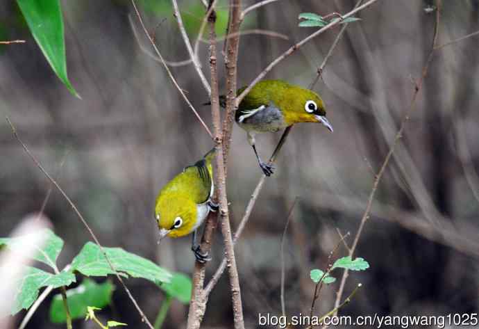 红胁绣眼鸟（5）