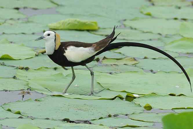 衡水湖印象(水稚)