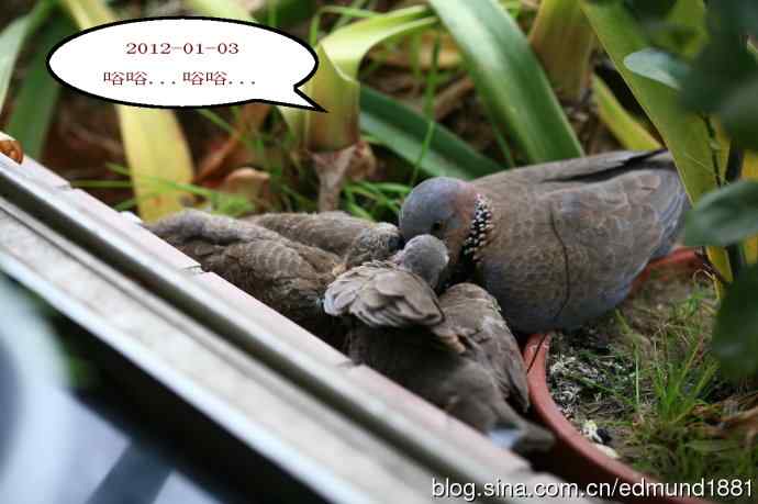 珠颈斑鸠育儿记