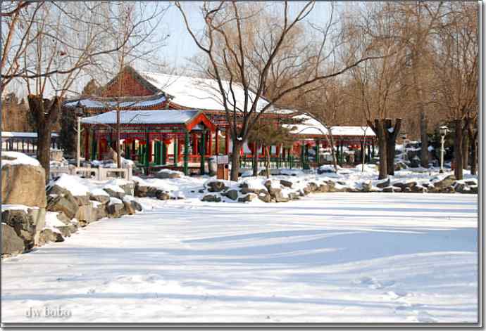 大观园雪后观鸟