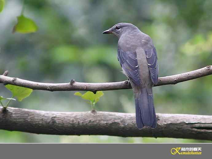 “暗灰鹃鵙”一组
