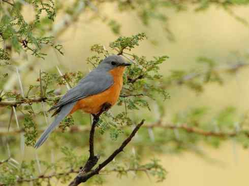 极品红色鸟类:朱红霸鶲 极品红色鸟类:朱红霸鶲