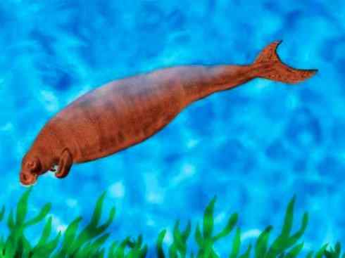 美人鱼：传说的兽原型探秘（儒艮）