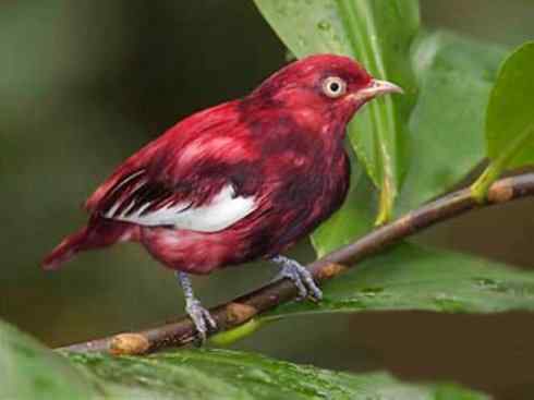 极品红色鸟类：深红紫伞鸟