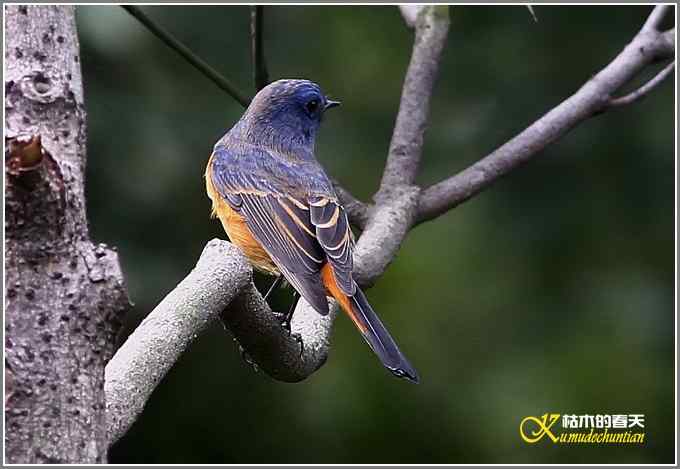 新鸟鈥溊抖詈煳拆垛潯菊掌