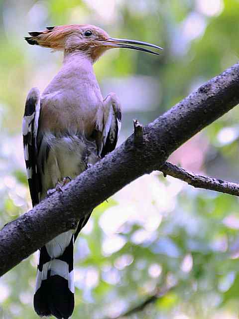 戴胜开冠数毛（鸟儿为悦己者容）