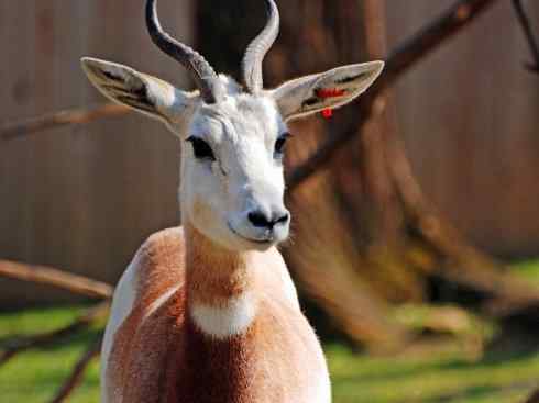 麒麟：传说的兽原型探秘（鹿羚）