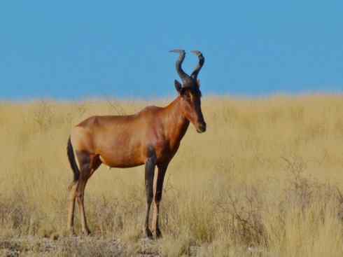 麒麟：传说的兽原型探秘（狷羚）