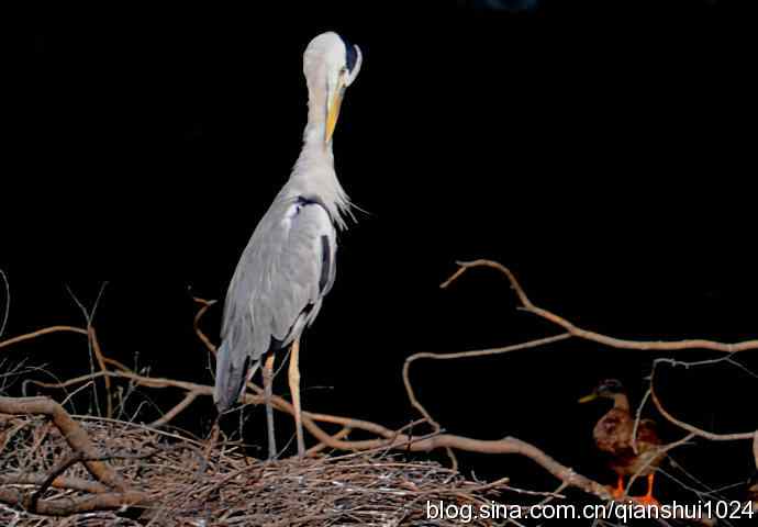 一只漂亮的苍鹭(稻香湖) 一只漂亮的苍鹭(稻香湖)