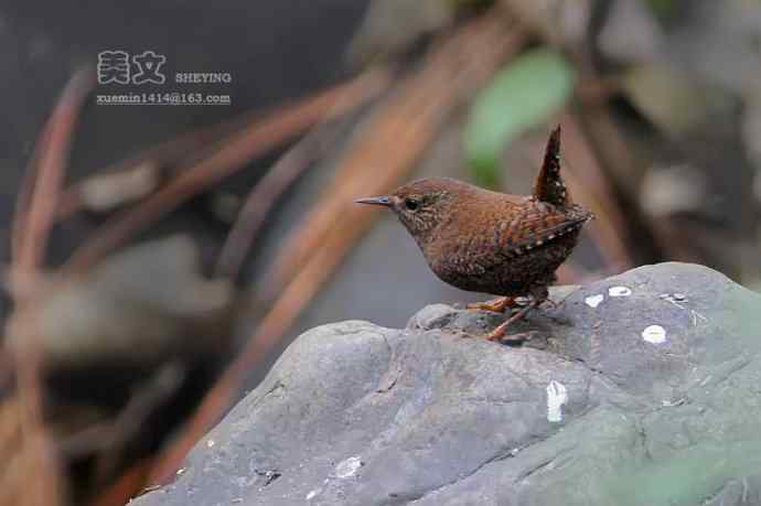 四川西昌鸟类摄影——鹪鹩