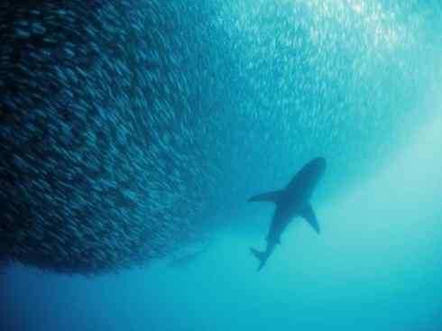 自然奇观:动物大迁徙(沙丁鱼) 自然奇观:动物大迁徙(沙丁鱼)
