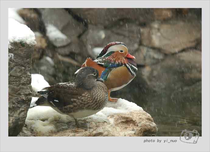 北京动物园水禽（2009-11-12）