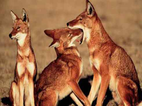 犬科：犬亚科犬属之西门豺、侧纹豺（胡狼类）