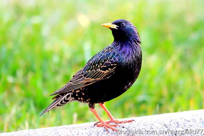 紫翅椋鸟