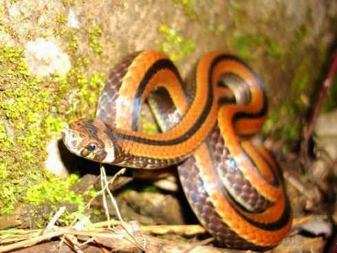 龙：传说的兽原型探秘（环蛇类）