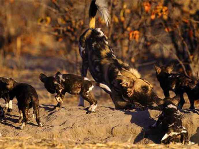 犬科：薮犬亚科非洲野犬属之非洲野犬