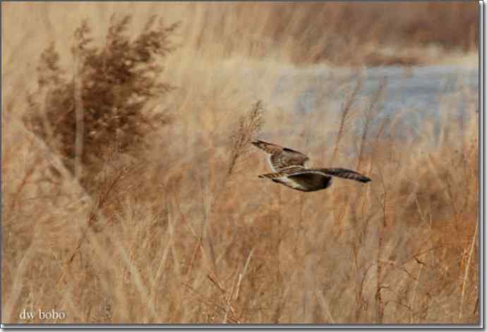 野鸭湖猛禽-红隼、短耳鸮、毛脚鵟