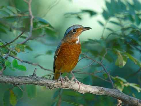 美丽无罪:雀鸟之矶鸫 美丽无罪:雀鸟之矶鸫