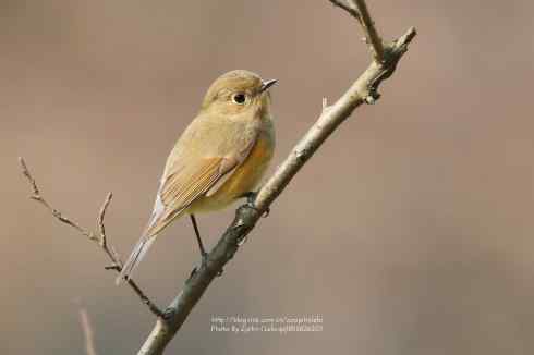 红胁蓝尾 红胁蓝尾