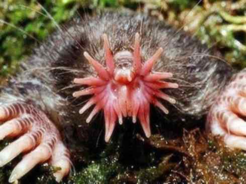 动物世界：山寨还是原创之十二