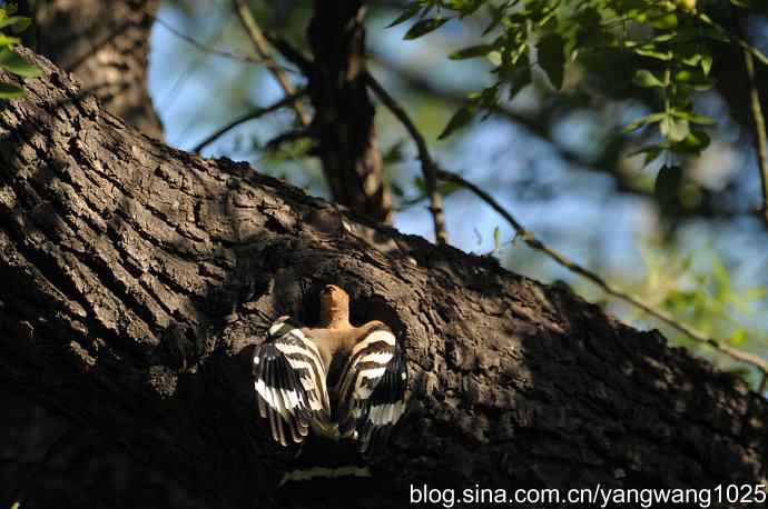 尽职尽责 wbr无私奉献（戴胜育雏纪实）