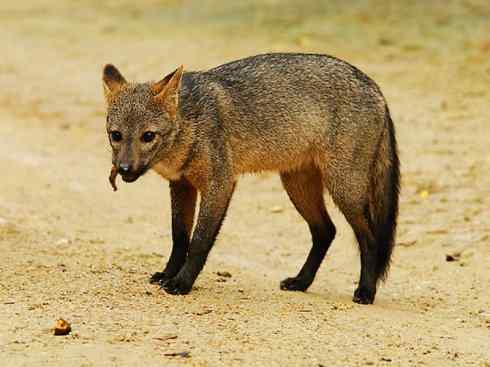 犬科：狐亚科食蟹狐属之食蟹狐