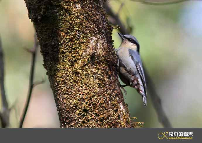 腾冲拍鸟：黄腹扇尾鹟、栗腹shi、栗臀shi