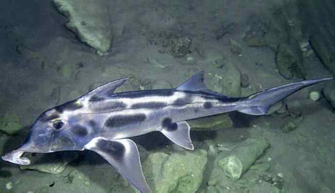 鱼类活化石：叶吻银鲛