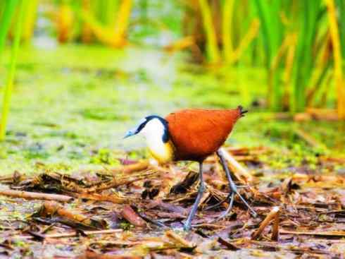 奇特的盔：非洲雉鸻