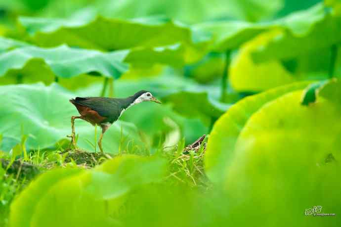 沙河的白胸苦恶鸟