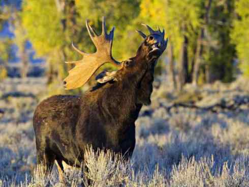 麒麟：传说的兽原型探秘（驼鹿）