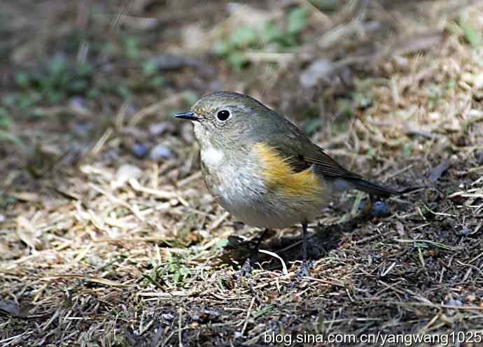 自然和谐的日坛公园（雌性红胁蓝尾鸲）