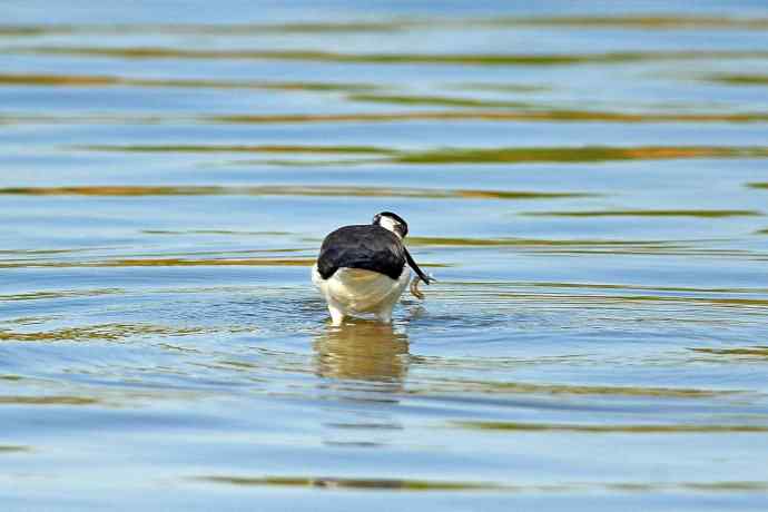 黑翅长脚鹬（5）
