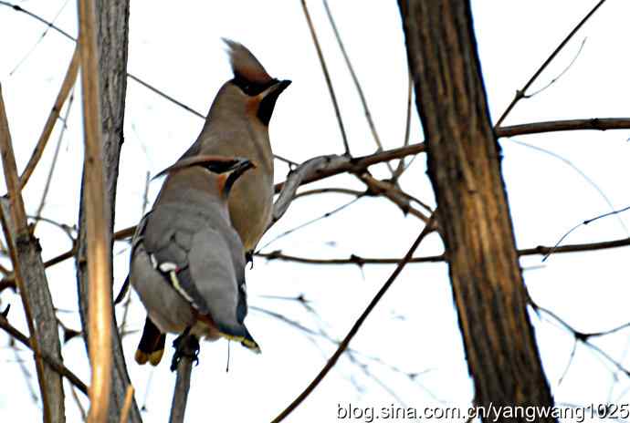 大观园飞来太平鸟