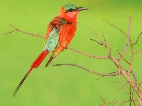 极品红色鸟类:红蜂虎 极品红色鸟类:红蜂虎