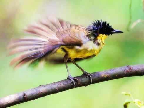 美丽无罪：雀鸟之噪鹛