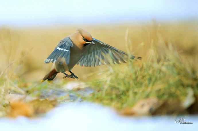平安夜前再拍太平鸟