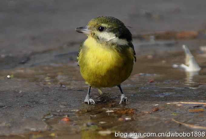 小鸟汲水图 wbrbobo打鸟歌