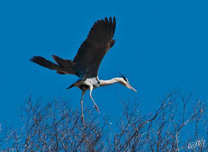 密云水库 wbr路 wbr大鸨、雉鸡和苍鹭 密云水库 wbr路 wbr大鸨、雉鸡和苍鹭