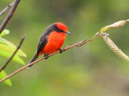 极品红色鸟类:朱红霸鶲 极品红色鸟类:朱红霸鶲